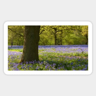 Bluebell Wood, Essex Sticker